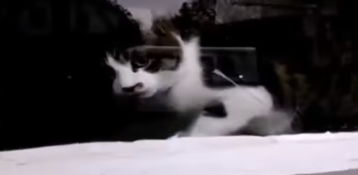 VIDEO Zločesta maca napada poštara kroz otvor za poštu