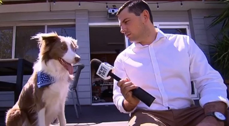 Postavio psu pitanje u vijestima, a njegova reakcija postala je hit na internetu