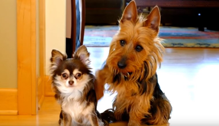 VIDEO Vlasnica je pitala pse tko je kriv pa dobila najslađi odgovor