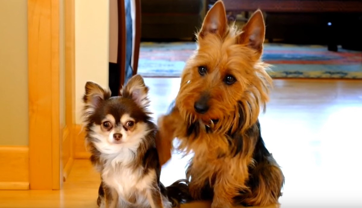 VIDEO Vlasnica je pitala pse tko je kriv pa dobila najslađi odgovor