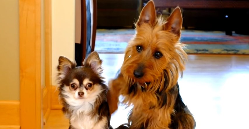 VIDEO Vlasnica je pitala pse tko je kriv pa dobila najslađi odgovor