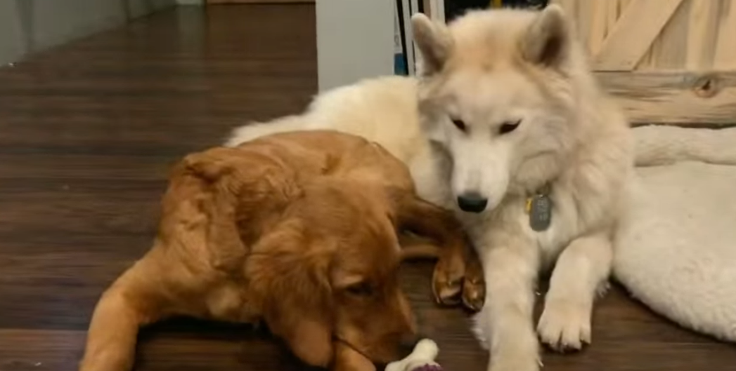 Pismo štencu u raju: Predivnim videom oprostili se od svog ljubimca