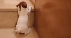 VIDEO Maleni psić pobijedio u bitci protiv stepenica