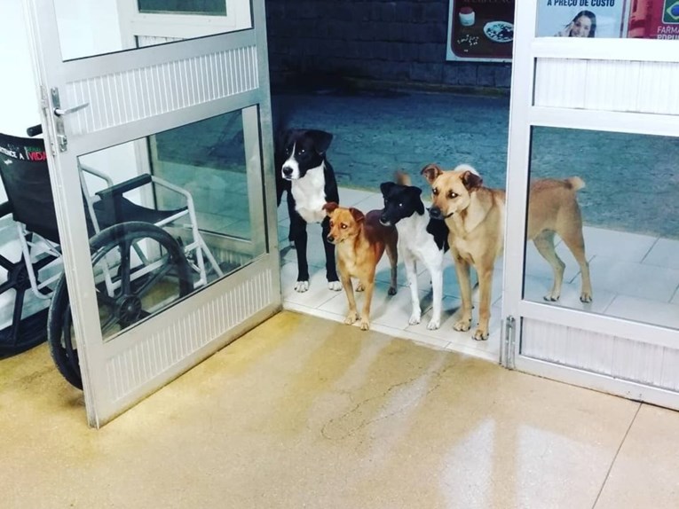 Beskućnik završio u bolnici, psi lutalice za koje se brinuo satima čekali ispred