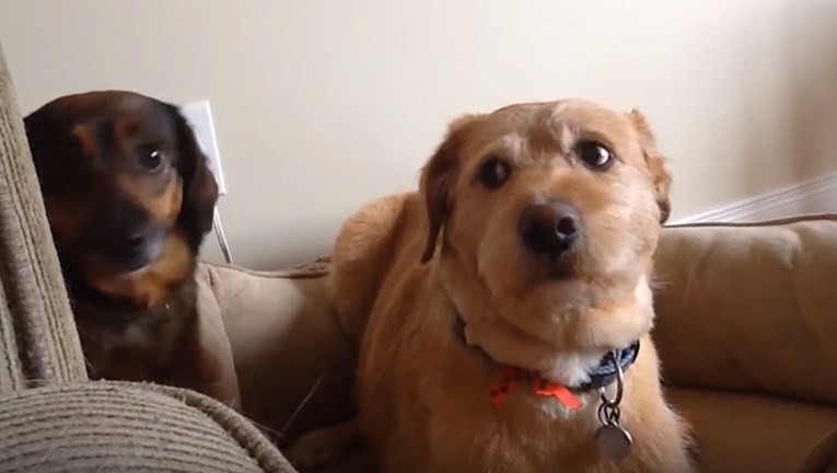 VIDEO Jesu li vaši psi doista ljubomorni?
