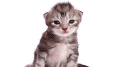 U 20 slatkih sekundi prikazano je odrastanje mačke koje će vas rastopiti
