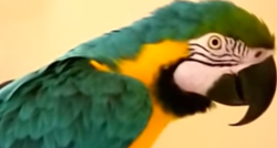 Ova papiga ima vrlo neobičnu opsesiju kojom je začudila cijeli svijet