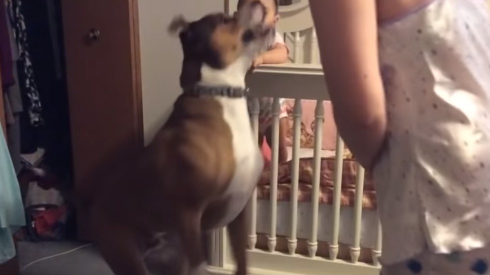 Pas zaštitio dijete od "napada" majke i pokazao koliko je odah i hrabar