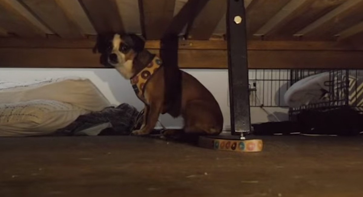 Kujica se bojala svega, nije htjela jesti ni piti, a onda se dogodilo čudo