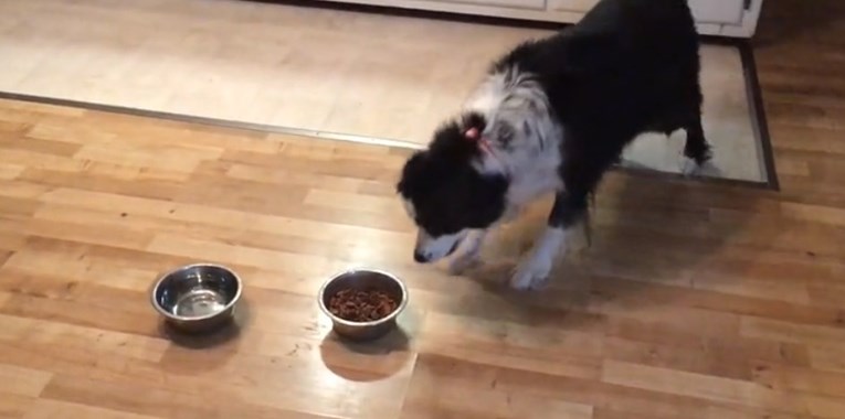 VIDEO Ovaj pas ima vrlo neobičnu fobiju koju ćete teško objasniti