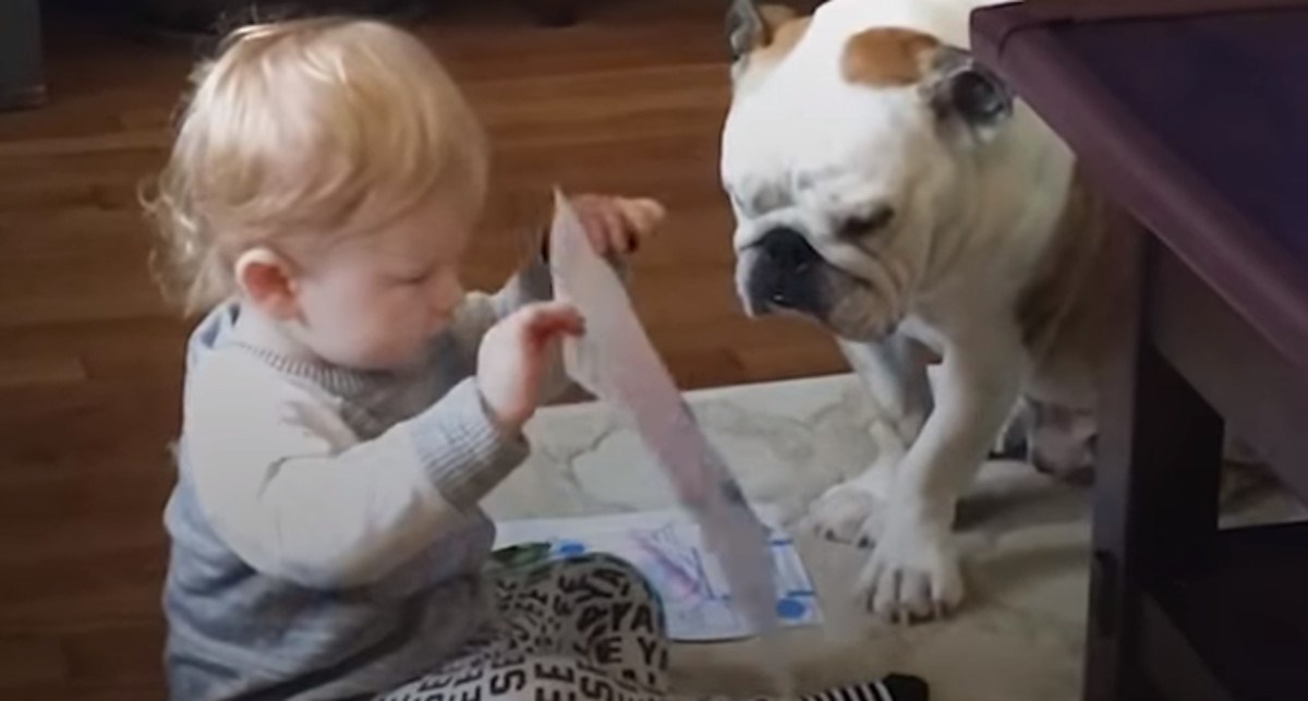 VIDEO Ovaj je bulldog zaštitnik svojih malenih vlasnika