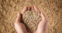 Podravka počela otkup pšenice, cijena od 90 lipa do 1,30 kuna po kilogramu