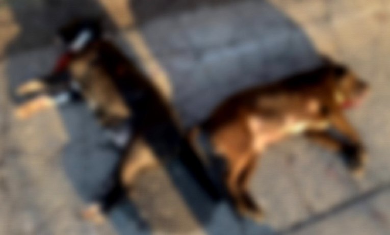 UZNEMIRUJUĆE Kod Vukovara ubijena dva psa, policija istražuje slučaj