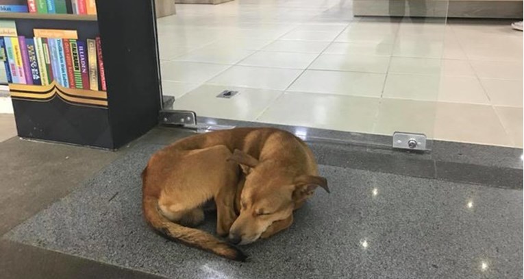 Pas uhvaćen kako krade knjigu iz knjižnice i to mu je promijenilo život