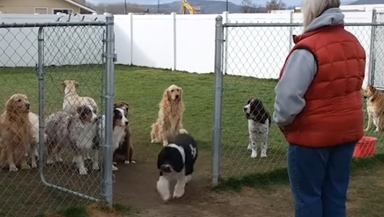VIDEO Ove pse nazivaju najposlušnijima na svijetu, a razlog tomu je sjajan