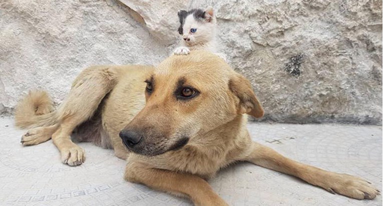 Nakon što su joj uginuli svi štenci, ova kujica postala je majka odbačenom mačiću