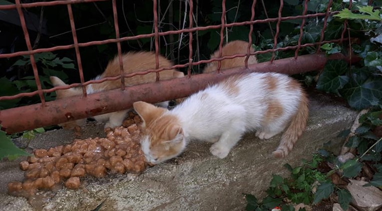 PULA Pronađena tri mačića u napuštenom dućanu i hitno im treba smještaj
