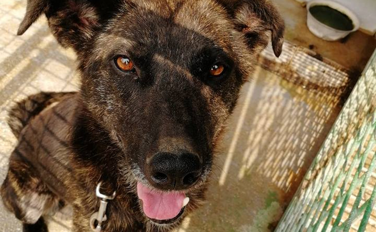 PULA Pet mjeseci živi u premalom kavezu i željno iščekuje dan kada će konačno biti slobodan