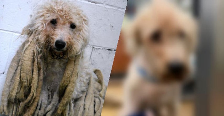 Nakon što su ovom psiću ošišali dva kilograma dreadlocksa pretvorio se u sasvim novog psa
