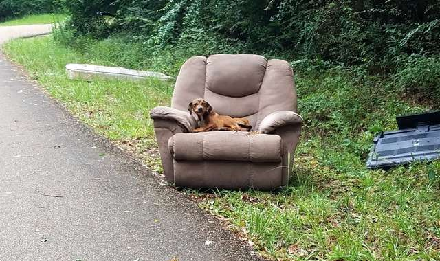 Pas čekao vlasnika na staroj fotelji danima u šumi, no on nije došao