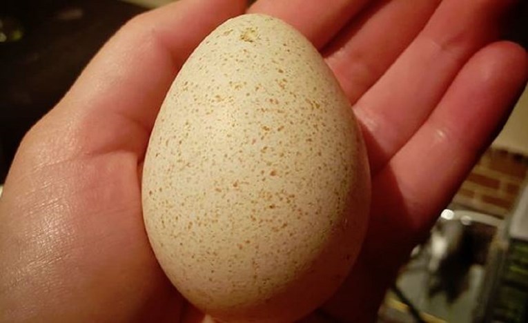 Razlog zašto ne jedemo pureća jaja mogao bi vas iznenaditi