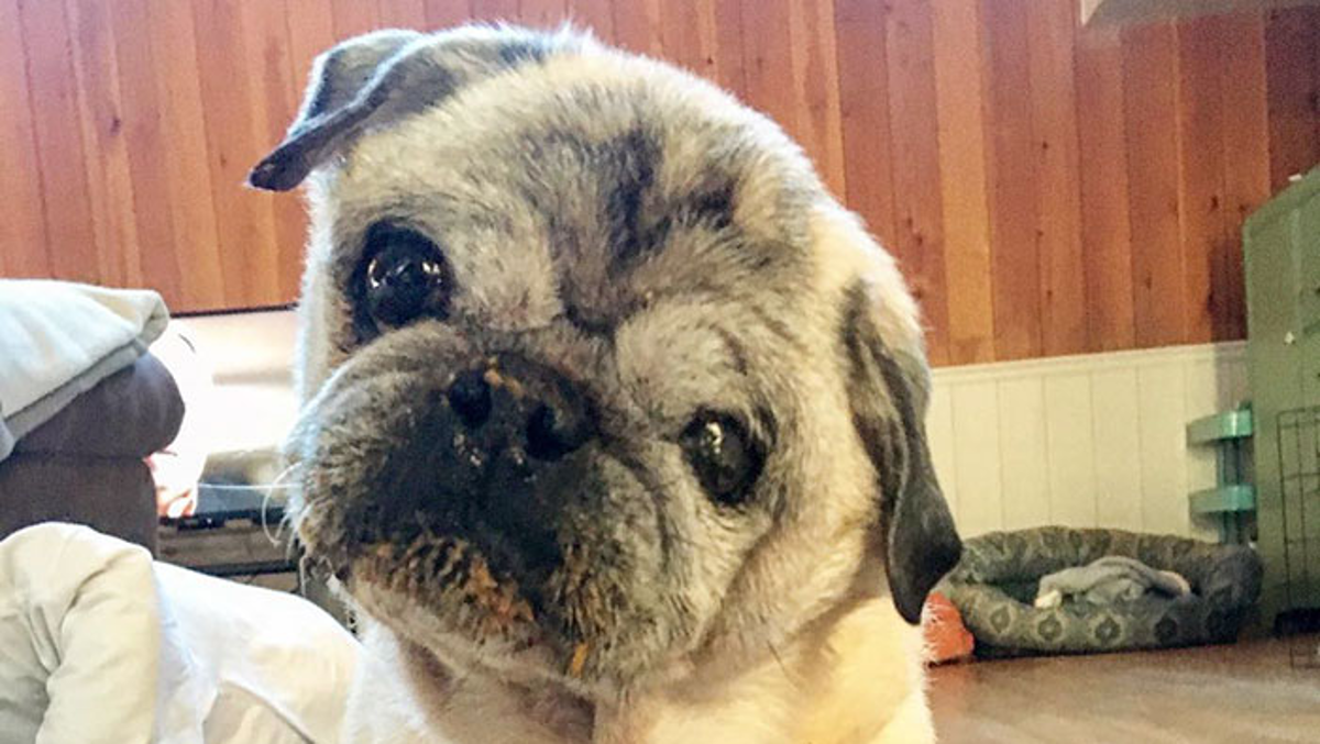 Stariji mops teško podnosio razdvajanje, a onda ga spasilo nešto naizgled glupo