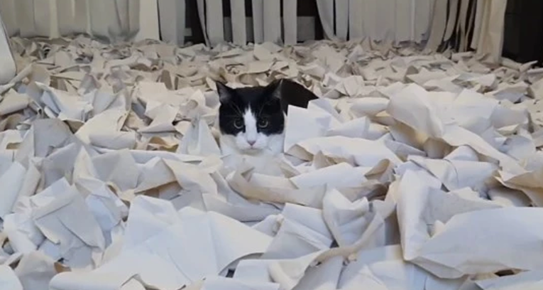 Ostvarili san svojoj maci, kupili sto rola WC papira i pustili je u taj raj