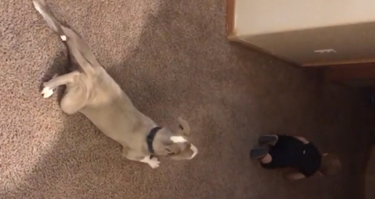 Preslatki pit bul oponaša bebu i puže iza nje kako bi joj čuvao leđa