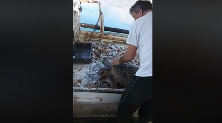 VIDEO Ribar iz Podgore spasio morsku kornjaču koja se zaplela u mrežu