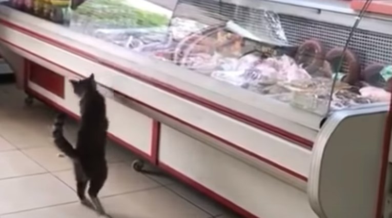 VIDEO Radnik nahranio gladnu macu koja je ušla u mesnicu