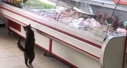 VIDEO Radnik nahranio gladnu macu koja je ušla u mesnicu