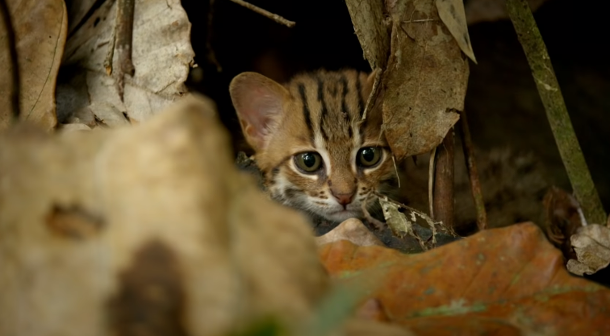 Najmanja divlja mačka na svijetu stane na dlan i teži samo kilogram