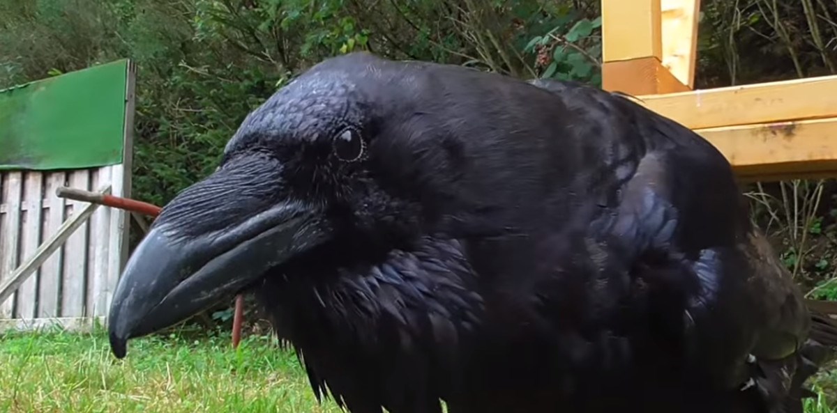 VIDEO Kada čujete što mu je gavran rekao, umrijet ćete od smijeha