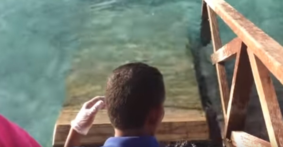 Čovjek je hranio ribe u moru, a onda se dogodilo nešto nevjerojatno