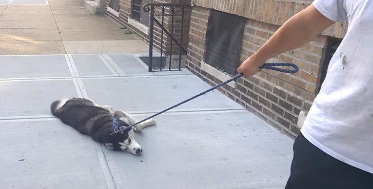 VIDEO Neposlušni pas ne želi ući u zgradu i protestira na urnebesan način
