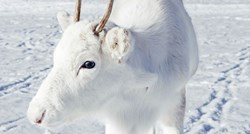 Rijedak bijeli sob snimljen u Norveškoj, a snježne fotke ostavljaju bez daha
