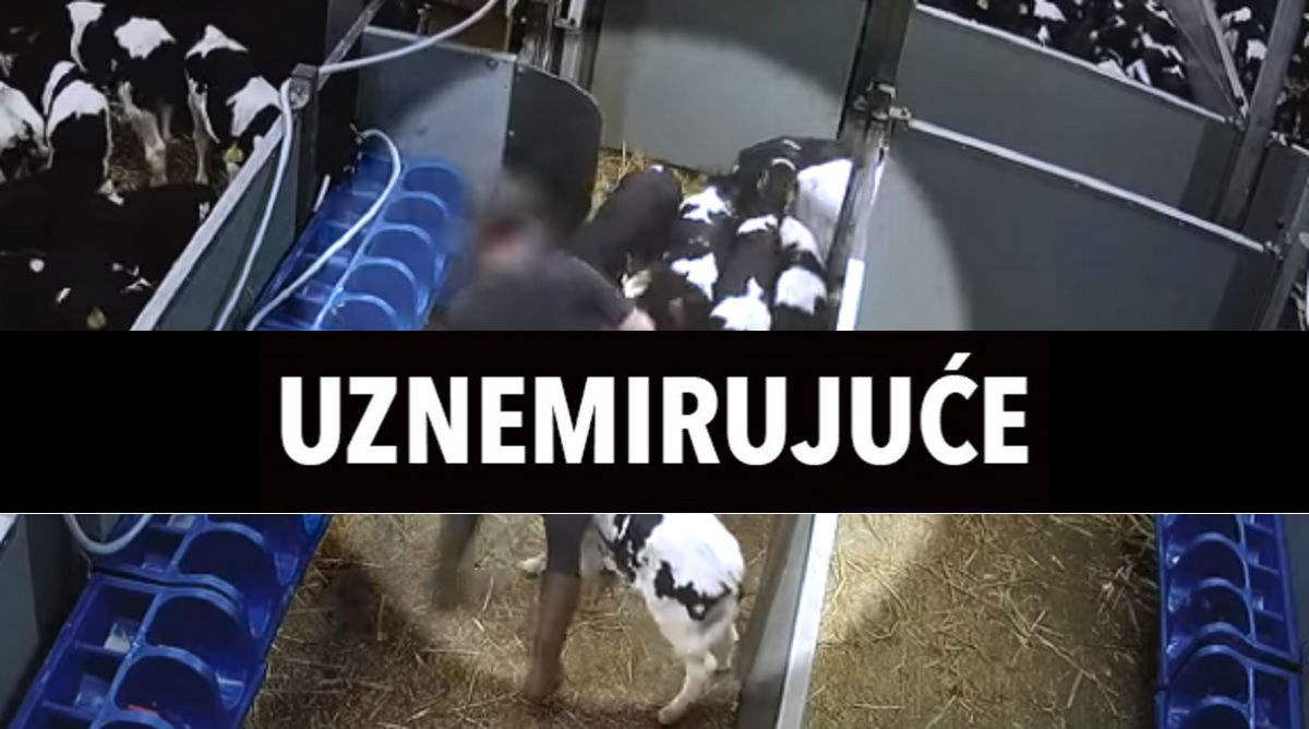 UZNEMIRUJUĆE Prijevoznici u Francuskoj snimljeni kako udaraju i muče telad