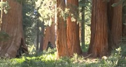 Što ubija drveće u Nacionalnom parku Yosemite?
