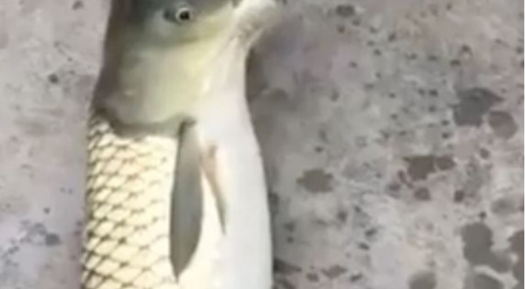 Nisu mogli vjerovati što su ulovili: Iz vode izvukli ribu mutanta s glavom goluba