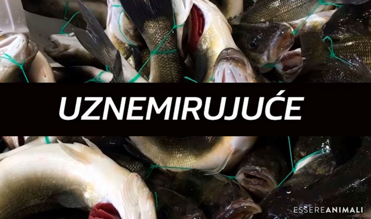 UZNEMIRUJUĆE Aktivisti snimili jezive snimke u uzgajalištima ribe