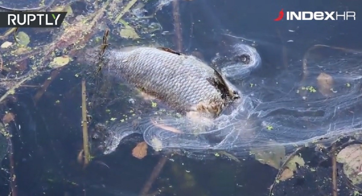VIDEO Strašni prizori iz Njemačke, zbog velikih vrućina uginulo šest tona ribe