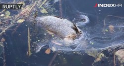VIDEO Strašni prizori iz Njemačke, zbog velikih vrućina uginulo šest tona ribe