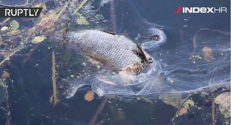 VIDEO Strašni prizori iz Njemačke, zbog velikih vrućina uginulo šest tona ribe