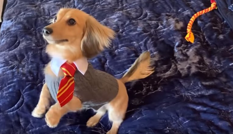 VIDEO Pas koji reagira na čarolije iz Harry Pottera oduševio svijet