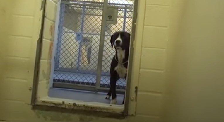 VIDEO Stidljivi pesonja je upravo saznao da zauvijek napušta azil i njegovoj sreći nema kraja