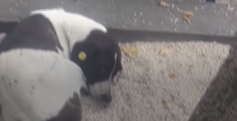 Nakon tri godine traženja, pronašao je svog psa, a njegova reakcija je divna