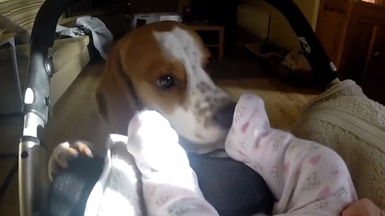 Ovaj pas ima predivnu reakciju na bebu koja je tek došla u obitelj