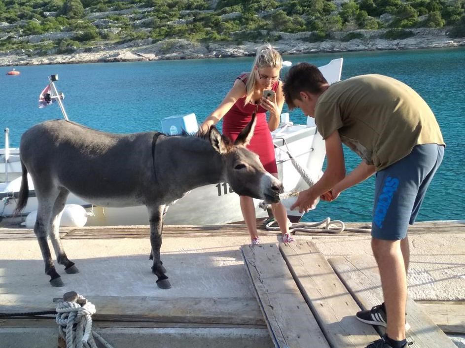 Magarica s otočića Ravan je spašena zahvaljujući "običnim" ljudima