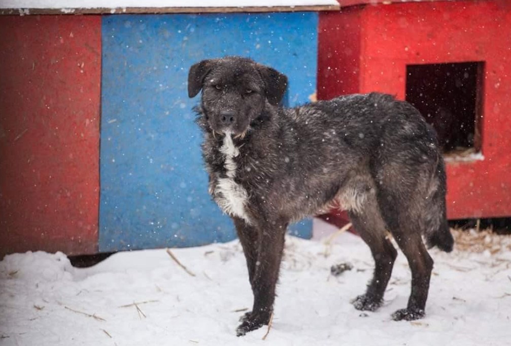 On zna svaku osječku ulicu jer su mu one bile dom, vrijeme je da nađe pravi