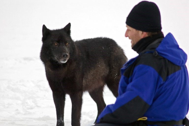 Upoznajte Romea, prijateljskog vuka koji je obožavao pse i ljude